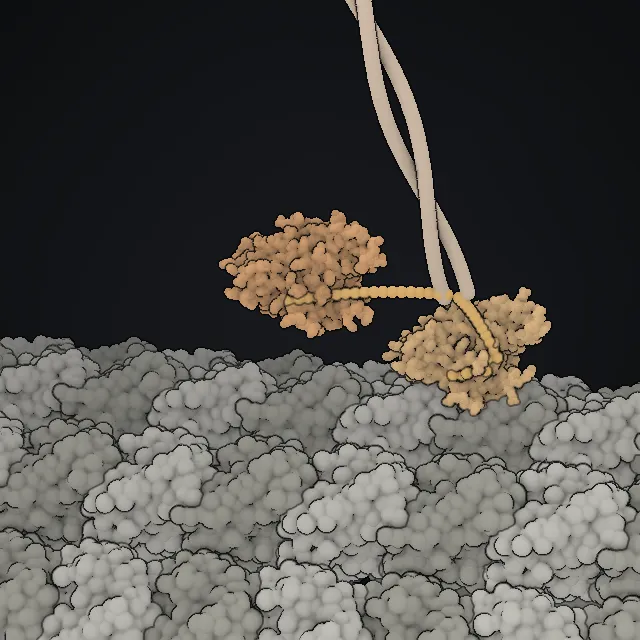 Kinesin, rendered from PDB coordinates
