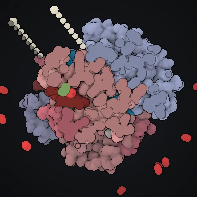 Hemoglobin, rendered from PDB coordinates