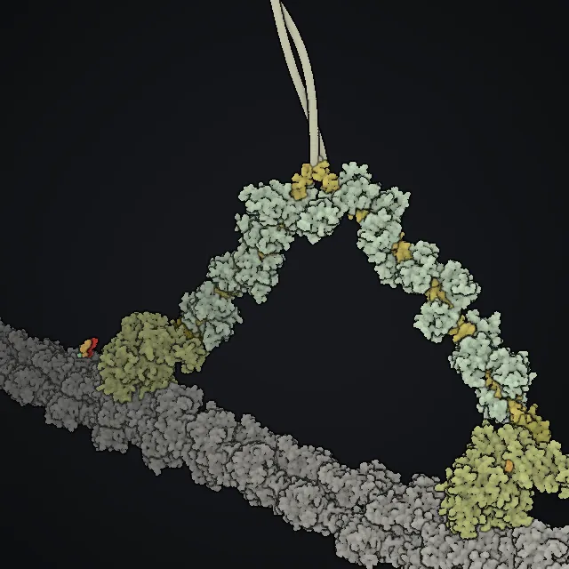 Myosin, rendered from PDB coordinates