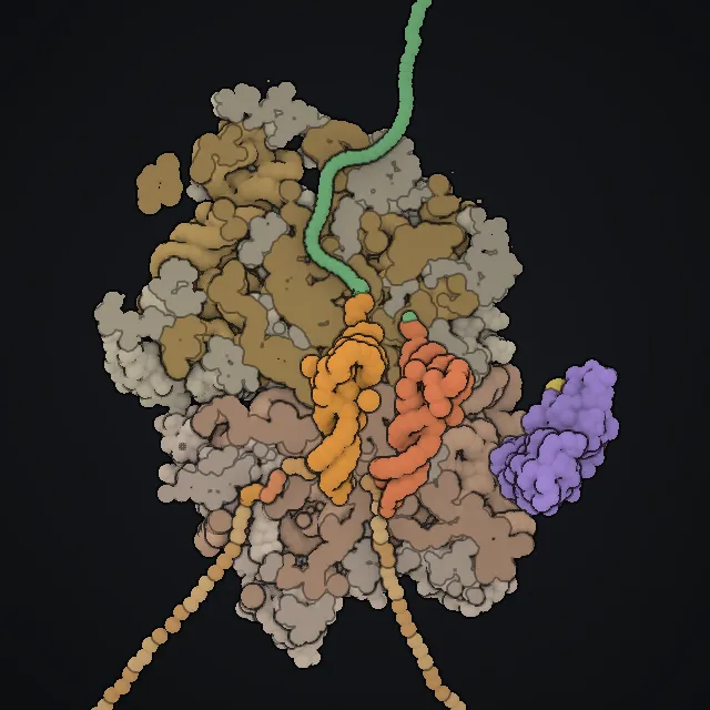 Ribosome, rendered from PDB coordinates