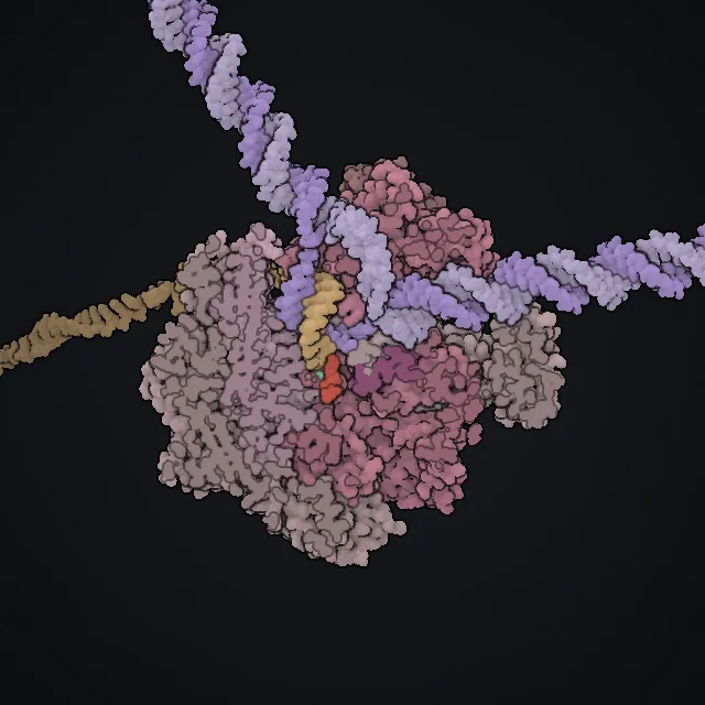RNA polymerase II, rendered from PDB coordinates