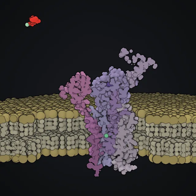 SERCA calcium pump, rendered from PDB coordinates